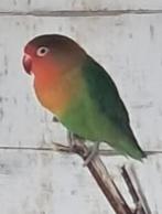 Agaponissen, Dieren en Toebehoren, Vogels | Parkieten en Papegaaien, Parkiet