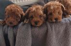 Toy poedel pups te koop, Dieren en Toebehoren, Honden | Chihuahua's en Gezelschapshonden, Poedel, 8 tot 15 weken, Parvo, Meerdere