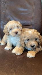 Boompoo pups nog 1 reutje beschikbaar, Parvo, Nederland, 8 tot 15 weken, Eén hond