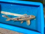 Koi schitterende koi met bizonder grote vinnen en staart, Karper of Koi