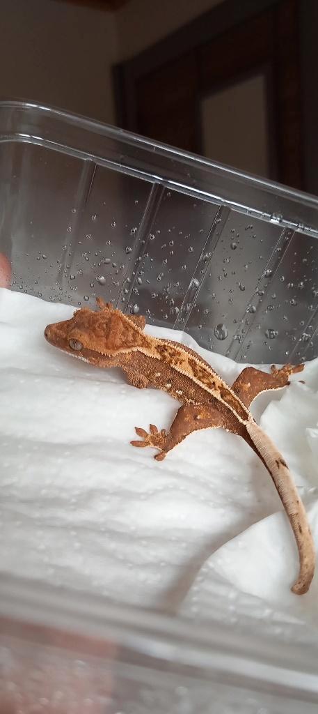 Poss 1.0 Tricolor Emptyback wimpergekko