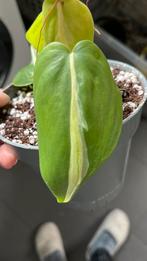 Philodendron Silver Stripe, Huis en Inrichting, Kamerplanten, Ophalen of Verzenden, Halfschaduw, Minder dan 100 cm