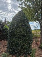 4x Gratis hulst, Ophalen, Hulst, 100 tot 250 cm