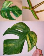 Monstera aurea yellow variegata stek, Huis en Inrichting, Kamerplanten, Ophalen, Halfschaduw, Minder dan 100 cm