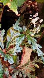Begonia polilloensis Varenblad Begonia Filippijnen zeer mooi, Huis en Inrichting, Kamerplanten, Ophalen of Verzenden, Overige soorten