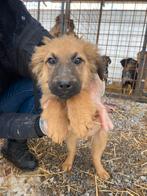 Lieve Paco zoekt een fijn huisje, Dieren en Toebehoren, Particulier, Reu, 8 tot 15 weken, Buitenland