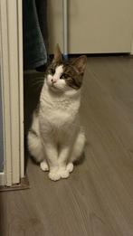 Poes Gratis Ophalen, Dieren en Toebehoren, Katten en Kittens | Overige Katten, Poes