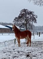 Prachtige Haflinger merrie, Dieren en Toebehoren, Paarden, Merrie, Minder dan 160 cm, Recreatiepaard, 0 tot 2 jaar