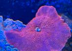 Zeeaquarium discosoma ultra red oor, Dieren en Toebehoren, Vissen | Aquariumvissen, Overige typen