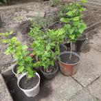 Hibiscus struikjes eigen kweek, Ophalen of Verzenden, Overige soorten, Volle zon