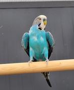 Trance zoekt een huisje! (grasparkiet), Mannelijk, Parkiet