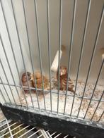 3 pheo kanaries mannen, Dieren en Toebehoren, Vogels | Kanaries, Mannelijk, Kleurkanarie