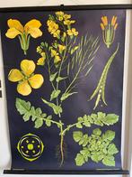 Schoolplaat Koolzaad - Jung Koch Quentell, Ophalen of Verzenden, Natuur en Biologie