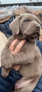 Prachtige zilveren labrador labmaraner pups, Dieren en Toebehoren, Honden | Retrievers, Spaniëls en Waterhonden, 8 tot 15 weken