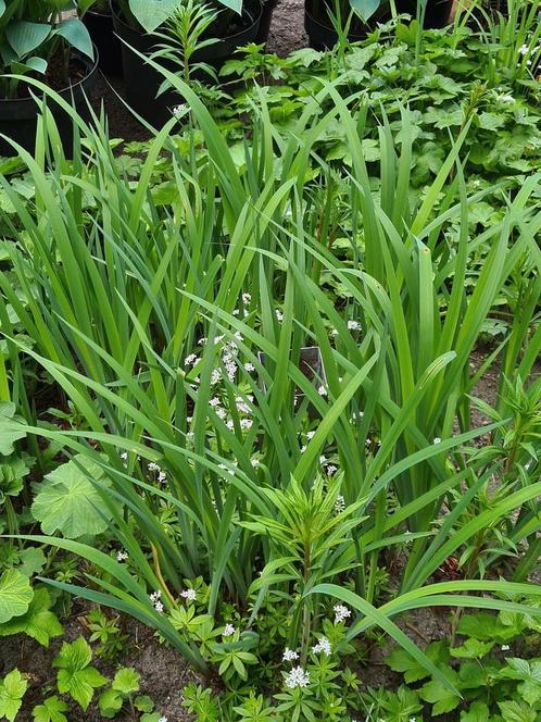 siberische iris / iris siberica, Tuin en Terras, Planten | Tuinplanten, Overige soorten, Halfschaduw, Zomer, Ophalen