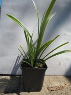 Carex morrowii ice dance, siergrassen, bodembedekker., Tuin en Terras, Vaste plant, Siergrassen, Ophalen of Verzenden, Halfschaduw