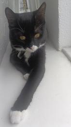 heel mooi kat, Dieren en Toebehoren, Katten en Kittens | Raskatten | Korthaar, Kater, 0 tot 2 jaar