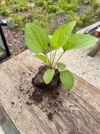 Biologische Rubeckia P9 vaste plant, Volle zon, Vaste plant, Zomer, Ophalen