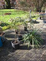 planten heesters forsythia olijfwilg aucuba yucca hazelaar, Tuin en Terras, Ophalen, Overige soorten, Struik, 100 tot 250 cm