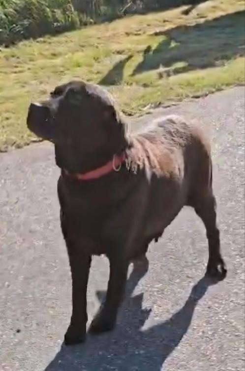 Lieve labrador teefje zoekt nieuw baasje, Dieren en Toebehoren, Honden | Retrievers, Spaniëls en Waterhonden, Teef, Labrador retriever