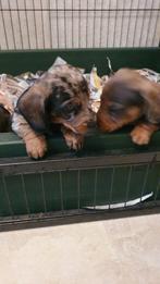 Te koop mooie Blue Merle teckel pups, Dieren en Toebehoren, Standaard, CDV (hondenziekte), 8 tot 15 weken, Korthaar