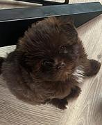 BEELDSCHONE PUPPY’S - Kruising Shih Tzu & Dwerg Schnauzer, Dieren en Toebehoren, Maltezer, Rabiës (hondsdolheid), 8 tot 15 weken