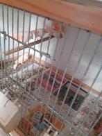 Koppel rood mozaïek kanaries 2025, Dieren en Toebehoren, Meerdere dieren, Kleurkanarie