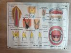 schoolplaat het gebit / de ademhaling, Antiek en Kunst, Antiek | Schoolplaten, Ophalen, Natuur en Biologie