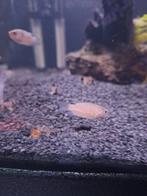Paradijs vissen rode en blauwe 4 cm, Dieren en Toebehoren, Vissen | Aquariumvissen, Vis