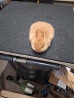 Kleurdwerg, Dieren en Toebehoren, Konijnen, Mannelijk, Dwerg