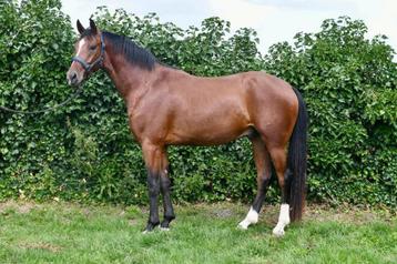 Veelbelovende 3-jarige ruin te koop – Bach x Tomahawk beschikbaar voor biedingen