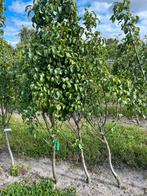Pyrus c. ‘Concorde’, Ophalen, Lente, Perenboom, Halfschaduw