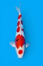 Doitsus sanke maruten NIEUWE collectie, Karper of Koi
