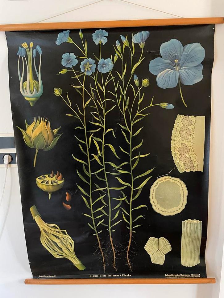 Schoolplaat Vlas door Jung-Koch-Quentell, Antiek en Kunst, Antiek | Schoolplaten, Natuur en Biologie, Ophalen of Verzenden