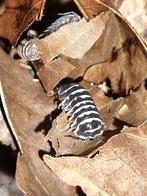 Armadillidium maculatum "zebra" isopods pissebedden