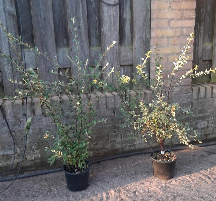 Dwergmispel: Cotoneaster Franchetti en Cotoneaster lacteus, Tuin en Terras, Planten | Struiken en Hagen, Struik, Overige soorten