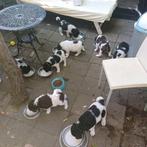 Wetterhûn pups 8-5-2025 gezond, lief, 25% Stabij., Dieren en Toebehoren, Honden | Retrievers, Spaniëls en Waterhonden, Overige rassen