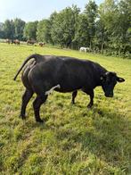 Koe rund dikbil vleesvee drachtige koe, Dieren en Toebehoren, Runderen, Vrouwelijk, 3 tot 6 jaar
