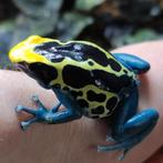 Dendrobates tinctorius 'Patricia', Dieren en Toebehoren, Amfibie, 0 tot 2 jaar