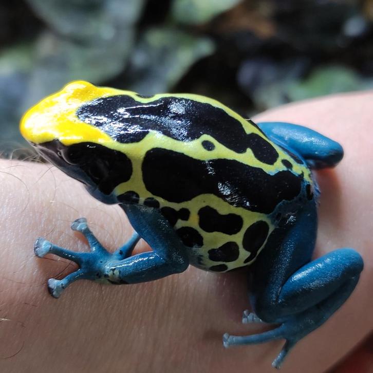 Dendrobates tinctorius 'Patricia'