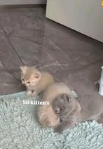 Kittens deze lente. 🌷, Dieren en Toebehoren, Geslacht onbekend