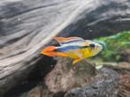Koppeltje Apistogramma agassizii double red XL, Tickets en Kaartjes, Eén persoon, Overige typen