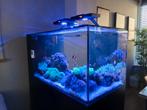 Waterbox AIO 50.3 complete set zeeaquarium reef tank, Ophalen, Nieuw