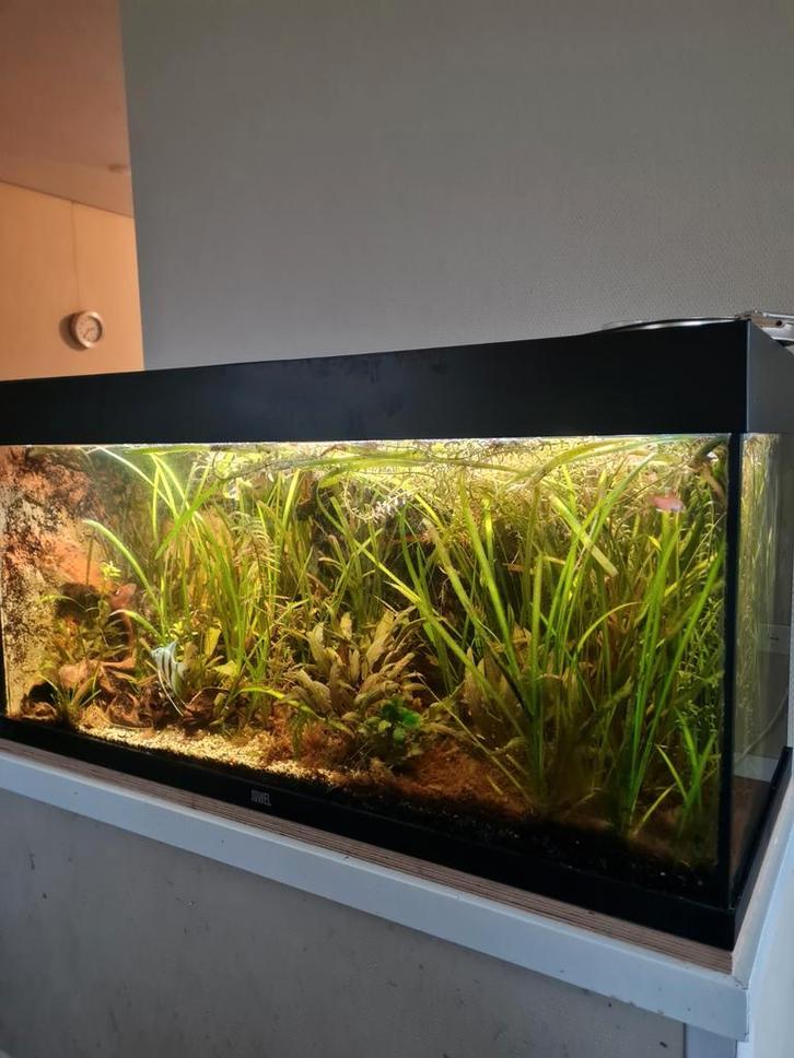 180L Juwel Rio, Dieren en Toebehoren, Vissen | Aquaria en Toebehoren, Ophalen