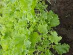Boerenkool plantjes, Tuin en Terras, Planten | Tuinplanten, Volle zon, Groenteplanten, Eenjarig, Ophalen of Verzenden