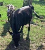 Dahomey mini koe, Dieren en Toebehoren, Runderen, Vrouwelijk