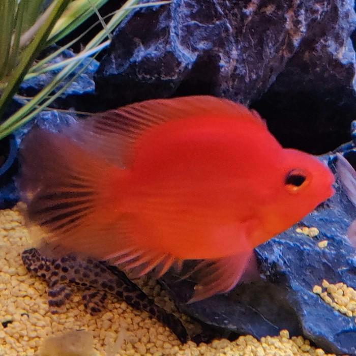 Cichlasoma parrot, Dieren en Toebehoren, Vissen | Aquariumvissen, Vis