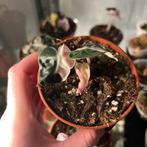 Alocasia balloon heart variegata, Huis en Inrichting, Kamerplanten, Ophalen of Verzenden, Halfschaduw, Minder dan 100 cm