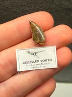 Abelisaur sp tand - 2cm, Verzamelen, Ophalen of Verzenden, Fossiel