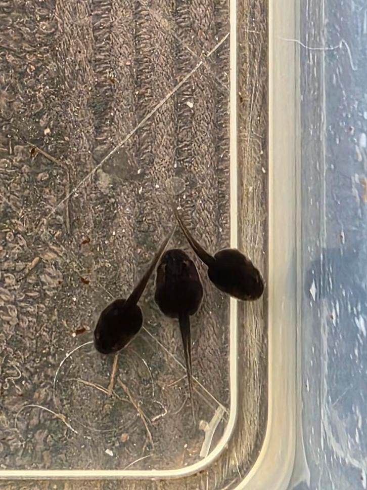 Kikkervisjes verschillende soorten